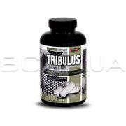 Tribulus Large Caps 100 капсул + бонус (карбо)